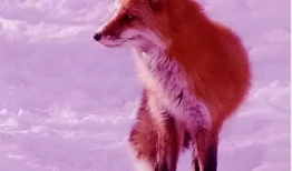 色狐狸短视频下载,轻松获取热门短视频，畅享娱乐时光