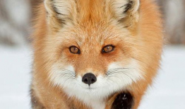 色狐狸短视频下载,轻松获取热门短视频，畅享娱乐时光