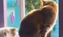 搞笑动物短视频,动物界的喜剧之王