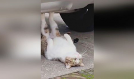 搞笑动物短视频,动物界的喜剧之王