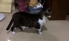 老猫短视频,趣味横生的日常生活记录