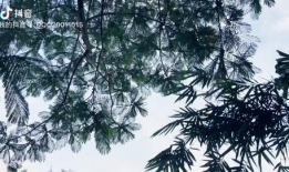 风景短视频唯美,带你领略人间仙境