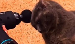 搞笑动物短视频,动物界的喜剧之王