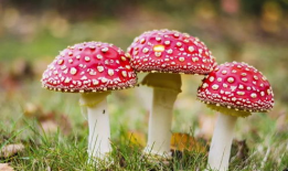 吃瓜独家爆料黑料蘑菇视频,揭秘黑料蘑菇视频背后的惊人真相