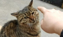 老猫短视频,趣味横生的日常生活记录