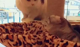 老猫短视频,趣味横生的日常生活记录