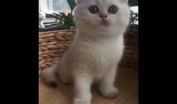 猫咪短视频官网,捕捉萌宠瞬间，共享欢乐时光